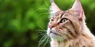 are cat whiskers good luck cats com
