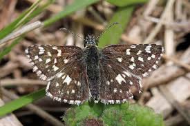 Image result for skipper butterfly