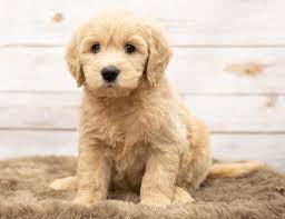 Colors, sizes, and coat types for each type of mini goldendoodle are explained. Mini Goldendoodle Breed Information Health Appearance Personality