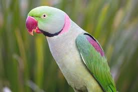 maleny botanic gardens bird aviary