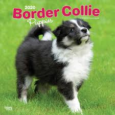 See more ideas about border collie, collie, border collie puppies. Border Collie Puppies 2020 12 X 12 Inch Monthly Square Wall Calendar Animals Dog Breeds Collie Puppies Browntrout Publishers Inc Browntrout Publishers Editing Team Browntrout Publishers Design Team Browntrout Publishers Design Team