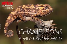 chameleons 6 must know facts africa