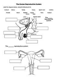 Good diagrams are a must for teaching human body systems. The Human Reproductive System Ks3 Teaching Resources