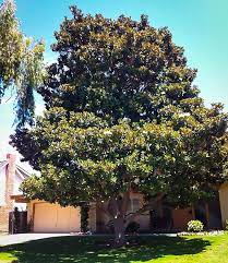 Arthur plotnik in his urban tree book describes it as the anointed one and a pompous evergreen tree that perfumes the southern united states in early summer and. Little Gem Magnolia For Sale The Tree Center