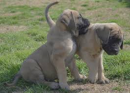The american mastiff has a much drier mouth than other mastiffs. Playful English Mastiff Puppies Photograph By Jennifer Wallace