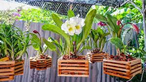Find the two hanger holes with your fingers and use a needle or a nail to poke through the fabric to reopen the holes. 7 Best Orchid Pots Containers Buying Guide Recommendation Trees Com