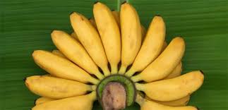 Lady finger bananas are a small, curved, very sweet variety. Banana Ladyfinger The Diggers Club
