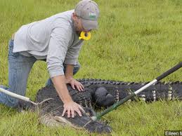 TWRA: Alligators are now in Tennessee