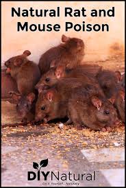 pet safe natural rat and mouse poison