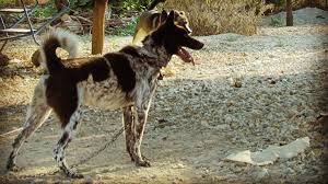 yerli karadeniz köpeği zerdava ile ilgili görsel sonucu