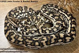 inland carpet python