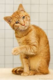 Cat genetics describes the study of inheritance as it occurs in domestic cats. Cat Facts Why Orange Cats Are Usually Male Cattime Orange Tabby Cats Cat Facts Orange Cats
