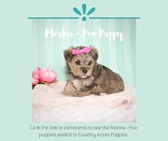 Our yorkiepoo puppies for sale are an adorable, small companion that will bring laughter and friendship to your home. Morkie Poo Puppies Posted To The Country Acres Puppies Fairbury Il Facebook