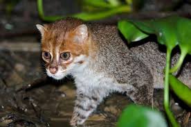 We are going to head to southeast asia where we will discover that cats really do like water. 15 Flat Headed Cat Ideas Small Wild Cats Wild Cats Cat Species