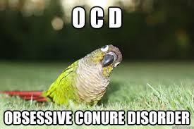 O C D  Obsessive conure disorder - Perplexed Parrot - quickmeme via Relatably.com