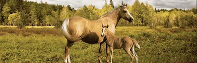pregnant horse nutrition from
