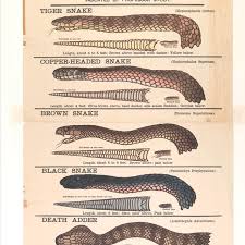 First Edition Of The Dangerous Snakes Of Victoria Poster