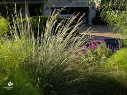 Grow A Bunch Of Native Grasses Sedges