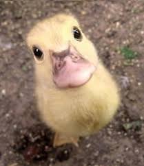 Image result for cute animals