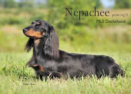 nepachee miniature long hair dachshund