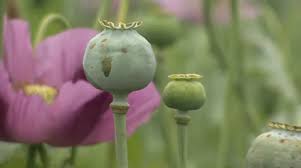 In temperate climates, you can sow the seeds right through the autumn months. Opium Poppy Seed Pods With Flower Stock Video Pond5