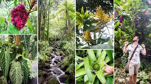 hawaii tropical botanical garden