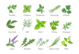 list of herbs es names for kids