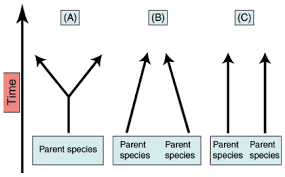 Sparknotes Patterns Of Evolution Types Of Evolution