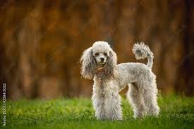 silver toy poodle on the gr brown