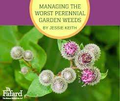 10 worst garden weeds and their