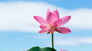 Image result for image of lotus flower in which there two blue lotus