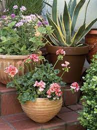Gardening Ideas For Your Potted Plants