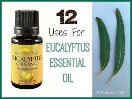 Eucalyptus essential oil, distilled from the australian native eucalyptus globulus tree, boasts a long list of traditional uses. Eucalyptus Oil Uses A Powerhouse Essential Oil