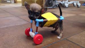 dog gets wheels crafted from toy parts