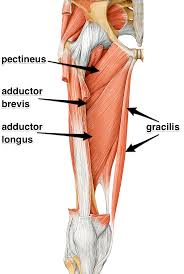 The symptoms of groin pulls are generally painful and uncomfortable. Blog Groin Pull Symptoms And Treatment