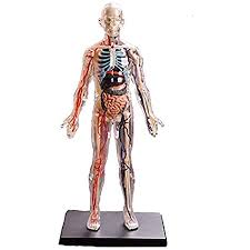 Free diagrams human body human body organ diagram appendix the. 1 6 Full Body Transparent Human Internal Organs Anatomical Model Puzzle Assembly Toys Can Be Used For Medical Teaching Amazon De Drogerie Korperpflege