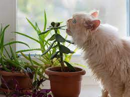 20 Toxic Plants For Cats And Dogs You
