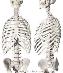 Check spelling or type a new query. Thorax Bones Of The Rib Cage