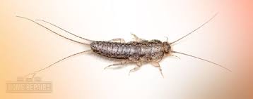 How To Get Rid Of Silverfish 4 Easy Steps