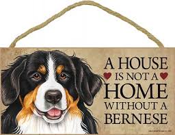 Bernese Mountain Dog House Is Not A
