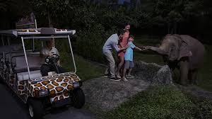 Singapore night safari is the first night safari in the world. 11 Common Myths About The Singapore Night Safari Officially Debunked Klook