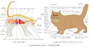 Royalty Free Cat Diagram Stock Images Photos Vectors