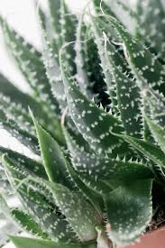 Comment commencer à cultiver l'aloe vera; Comment Cultiver De L Aloe Vera En Interieur