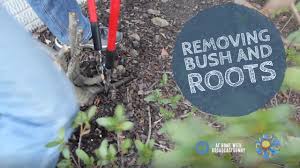 removing a bush and roots you