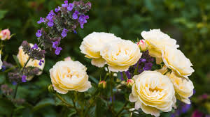 31 companion plants to grow with roses