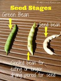 how to save bean seed