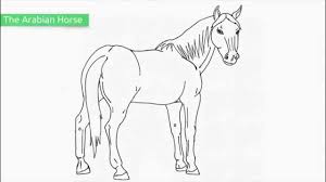 This is one of the cute horse coloring pictures featuring two horses showering affection on each other. Top 25 Free Printable Horse Coloring Pages Youtube