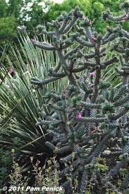 Juniper Level Botanic Garden