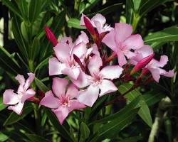 Image of Oleander flower