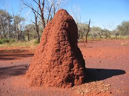Image result for termite mounds